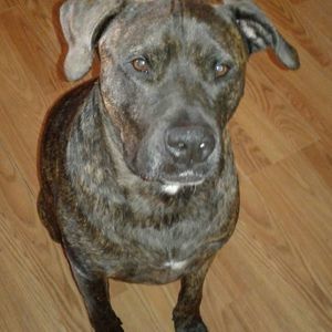 Meet your Posher, Martha